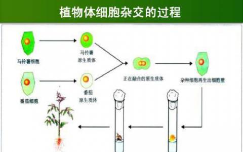 發(fā)育中的脊椎動(dòng)物的性腺中的體細(xì)胞為生殖細(xì)胞提供激素等提示