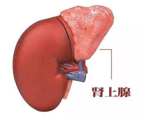 患者的低血鉀 高血壓系腎上腺腫瘤所致有家族遺傳可能