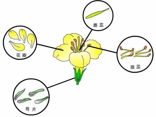 為什么光合作用對(duì)某些植物比其他植物更好