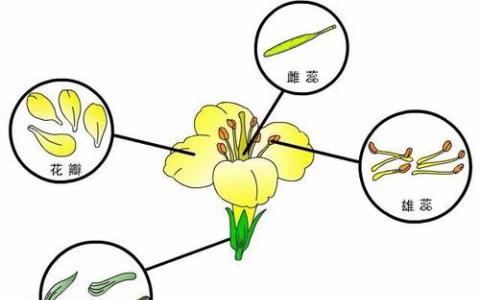 為什么光合作用對某些植物比其他植物更好