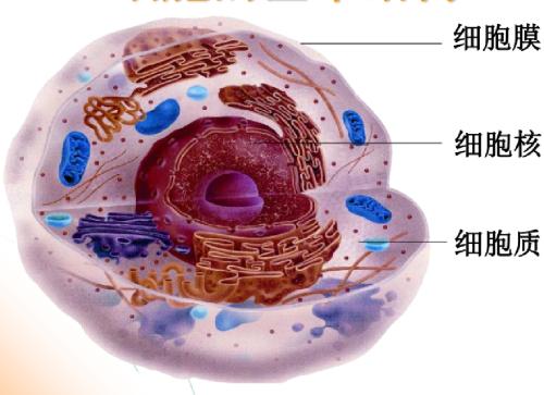 對(duì)細(xì)胞膜的新見解可以改善藥物測(cè)試和設(shè)計(jì)