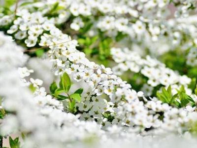 繡線菊 姜黃 山金車這3種植物可緩解一些小疼痛