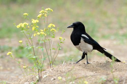 飼養(yǎng)野鳥(niǎo)的人注意并在后院回應(yīng)自然