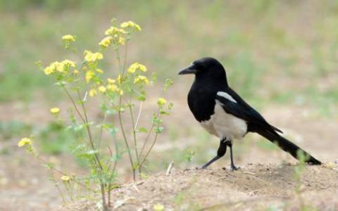 飼養(yǎng)野鳥的人注意并在后院回應(yīng)自然