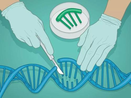 科學(xué)家使用CRISPR和抗病毒治療來(lái)消除小鼠基因組中的HIV-1 DNA