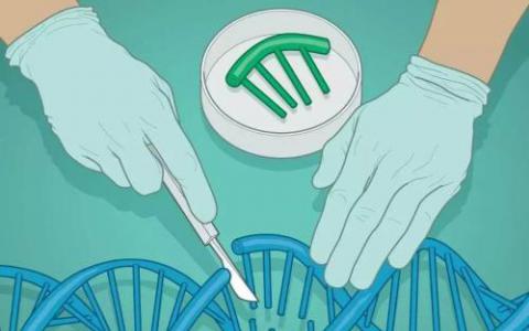 科學(xué)家使用CRISPR和抗病毒治療來(lái)消除小鼠基因組中的HIV-1 DNA