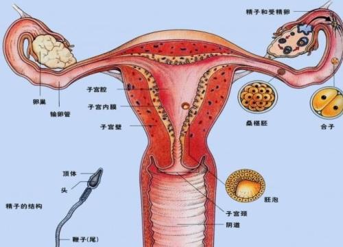 女性出現(xiàn)生殖道腫瘤 會直接的嚴重危害到自己的生殖器官