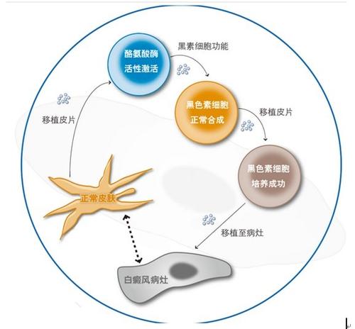 一種新型的細胞過程 可吞噬納米尺寸的材料