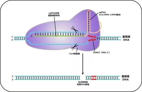 第十一屆美國CRISPR-Cas9專利授予加利福尼亞大學(xué)