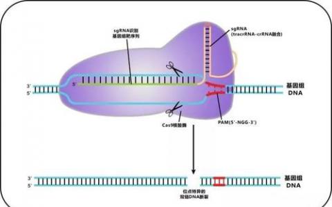 第十一屆美國CRISPR-Cas9專利授予加利福尼亞大學(xué)