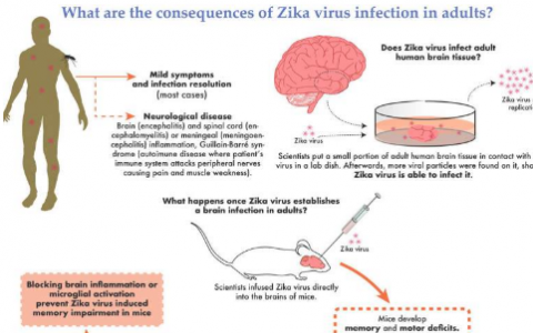 寨卡病毒感染成年人腦并導致動物模型中的記憶缺陷