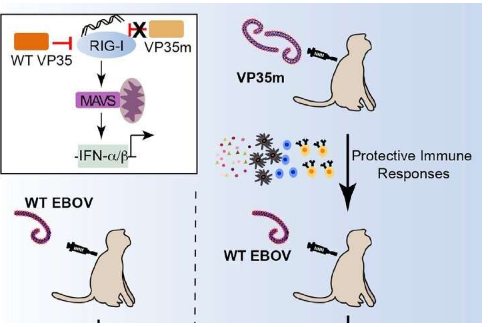 突變體減毒埃博拉病毒免疫非人靈長類動物