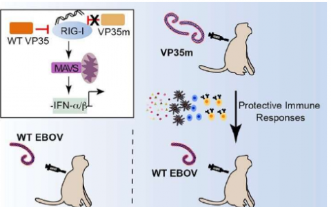 突變體減毒埃博拉病毒免疫非人靈長類動物