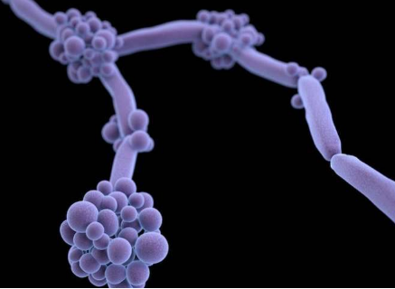 對于住院的真菌感染患者 專家可以挽救生命
