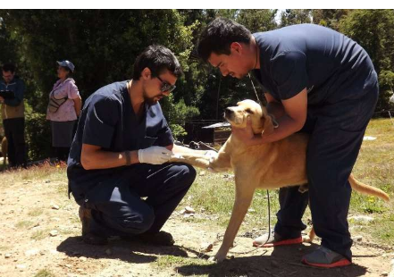 狗狂犬病疫苗接種計(jì)劃會(huì)影響人體暴露 預(yù)防使用