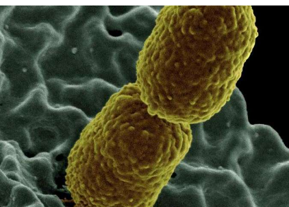 新的快速篩查測試研究確定了抗藥細菌的潛在療法