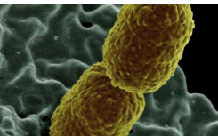 新的快速篩查測(cè)試研究確定了抗藥細(xì)菌的潛在療法