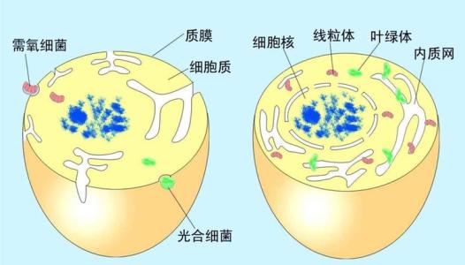 母親如何將線粒體內(nèi)的DNA轉(zhuǎn)移給嬰兒