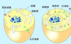 母親如何將線粒體內的DNA轉移給嬰兒