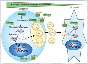 AMSBIO提供廣泛的外泌體分離和檢測試劑盒