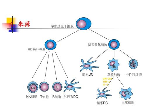 與細胞動力障礙相關(guān)的焦慮相關(guān)行為