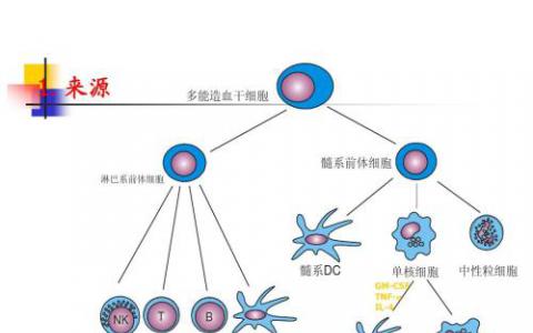 與細胞動力障礙相關的焦慮相關行為