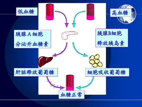 研究人員確定了功能失調(diào)的胰島素釋放的新機制