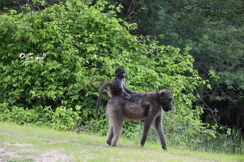 研究人員加入新項目以消除動物試驗