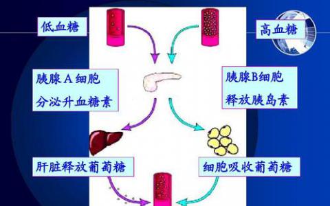 研究人員確定了功能失調(diào)的胰島素釋放的新機制