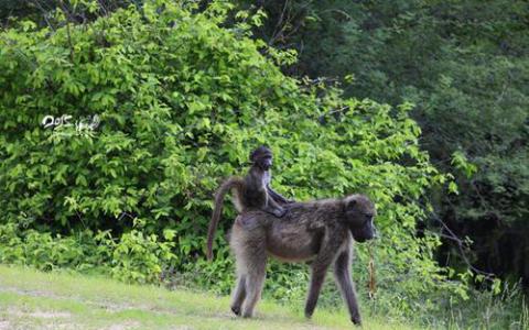 研究人員加入新項目以消除動物試驗