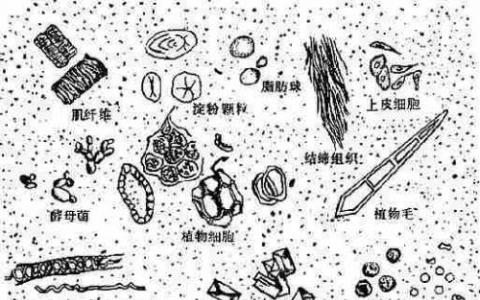 TUM研究人員確定細菌與寄生蟲之間復雜的相互作用