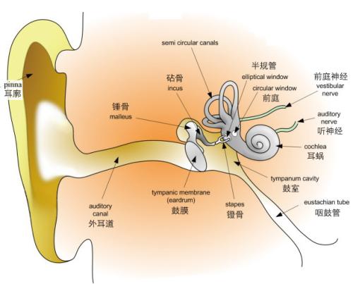 研究人員發(fā)現(xiàn)大學(xué)時代人類受試者隱性聽力下降的證據(jù)