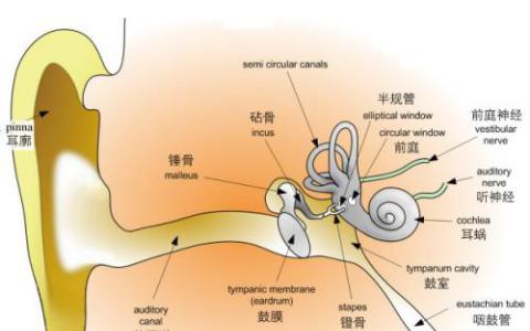 研究人員發(fā)現(xiàn)大學(xué)時(shí)代人類(lèi)受試者隱性聽(tīng)力下降的證據(jù)