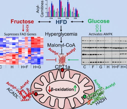 最新研究稱 高脂加果糖飲食改變了肝臟線粒體的大小和功能