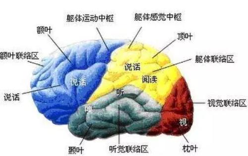 Salk科學家獲得NIH資助以繪制大腦運動圖