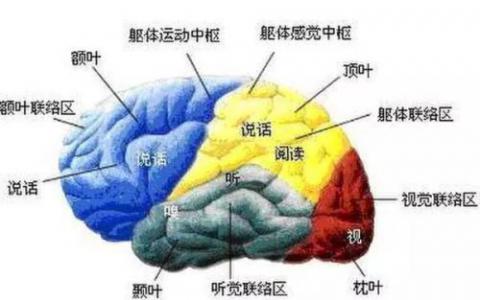 Salk科學家獲得NIH資助以繪制大腦運動圖