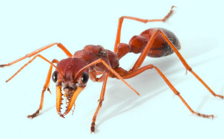 Bull Ant Venom可以幫助開發(fā)新的止痛藥