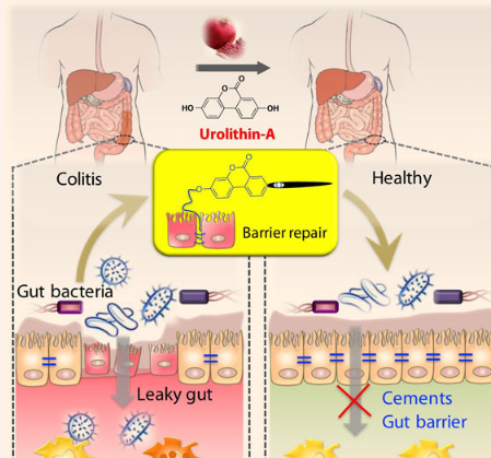 富含漿果和石榴的飲食中的微生物代謝物可預防炎癥性腸病