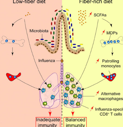 研究表明 膳食纖維可提高流感感染小鼠的存活率