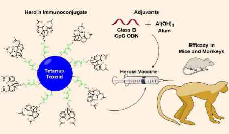 抗海洛因疫苗在獼猴中顯示有效