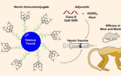 抗海洛因疫苗在獼猴中顯示有效