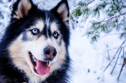 額外的DNA在愛斯基摩犬中產(chǎn)生藍(lán)眼睛