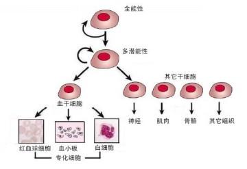 細胞競爭如何糾正胚胎發(fā)生過程中嘈雜的形態(tài)發(fā)生子梯度