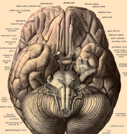 科學(xué)家鑒定了尼安德特人的大腦基因