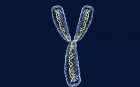 基因科學家完成了穴居人Y染色體的首次分析