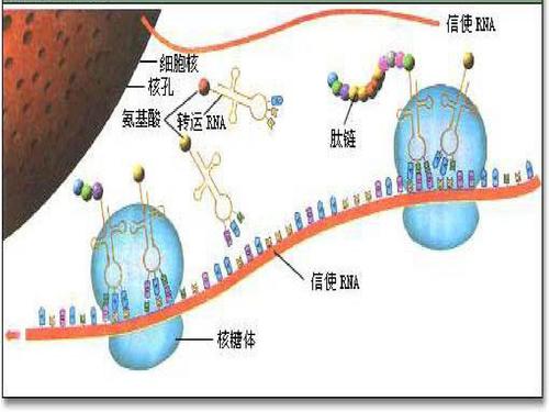 研究人員使用AI識(shí)別蛋白質(zhì)上的RNA結(jié)合位點(diǎn)