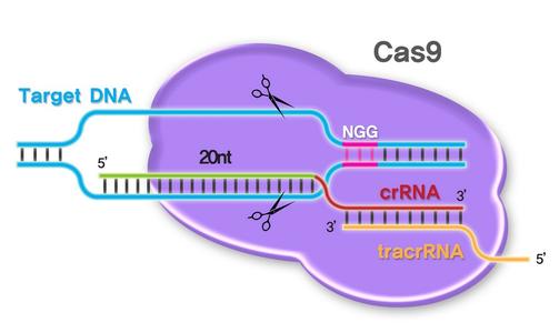 改進(jìn)的Cas9酶減少了脫靶CRISPR突變的機(jī)會