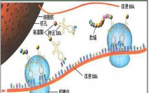 研究人員使用AI識(shí)別蛋白質(zhì)上的RNA結(jié)合位點(diǎn)