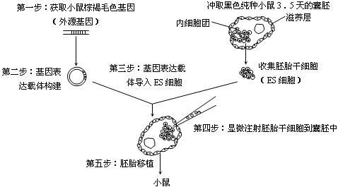 使用移植的干細胞在小鼠胚胎中生長功能齊全的肺