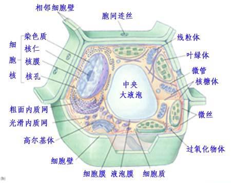 細(xì)胞如何在發(fā)展為特定細(xì)胞的同時(shí)忘記過去